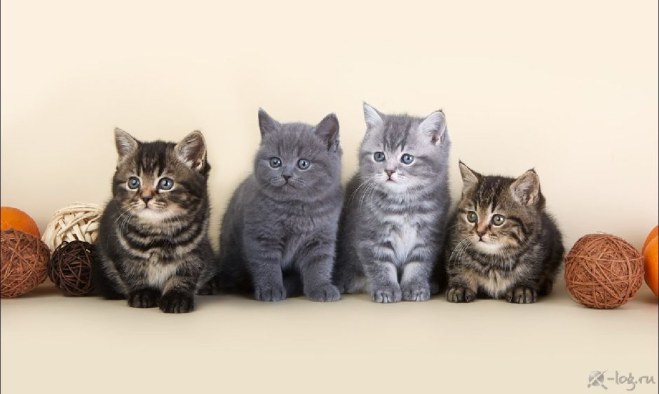 Британец кот маленький табби