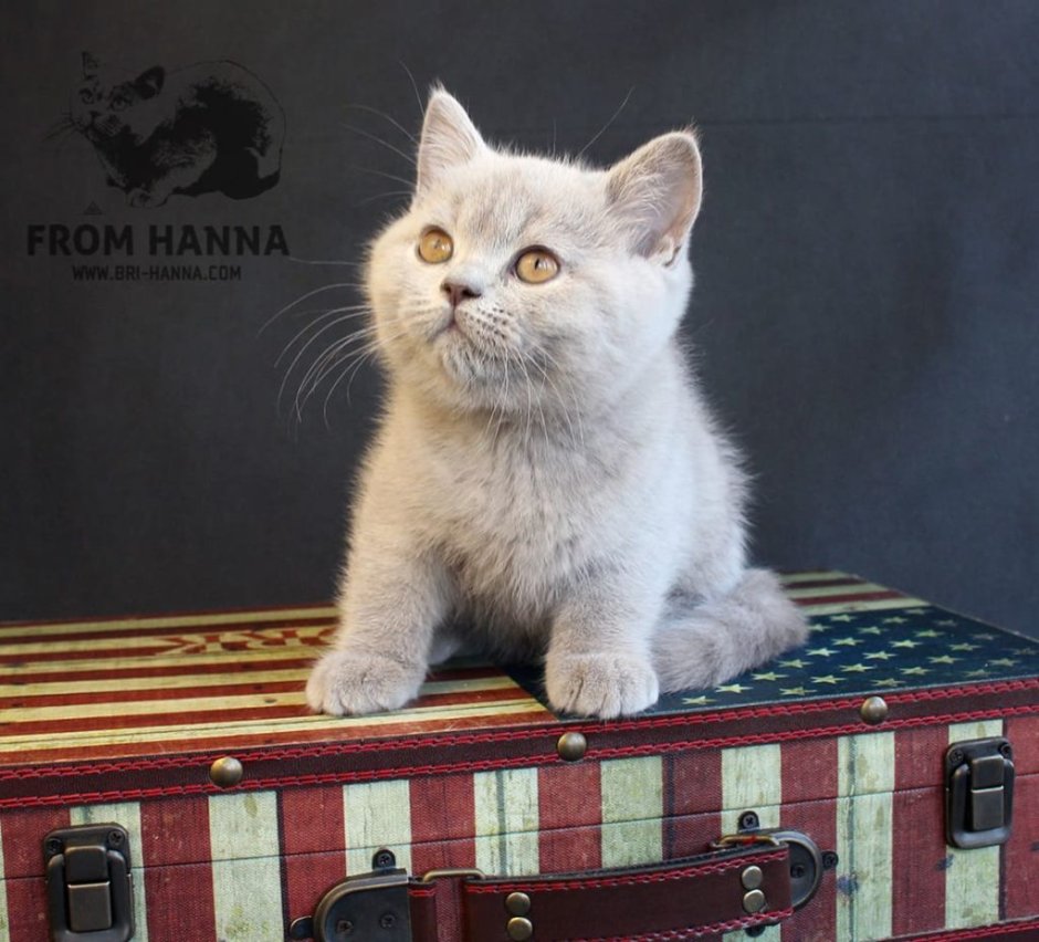 Кошка Британская ПОЛАРТ коинт