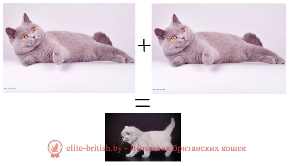 Наследование кошачьего окраса