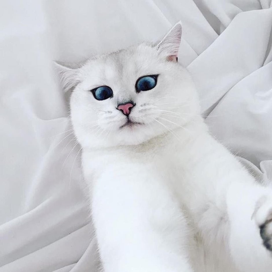 Окрас британских котов и кошек