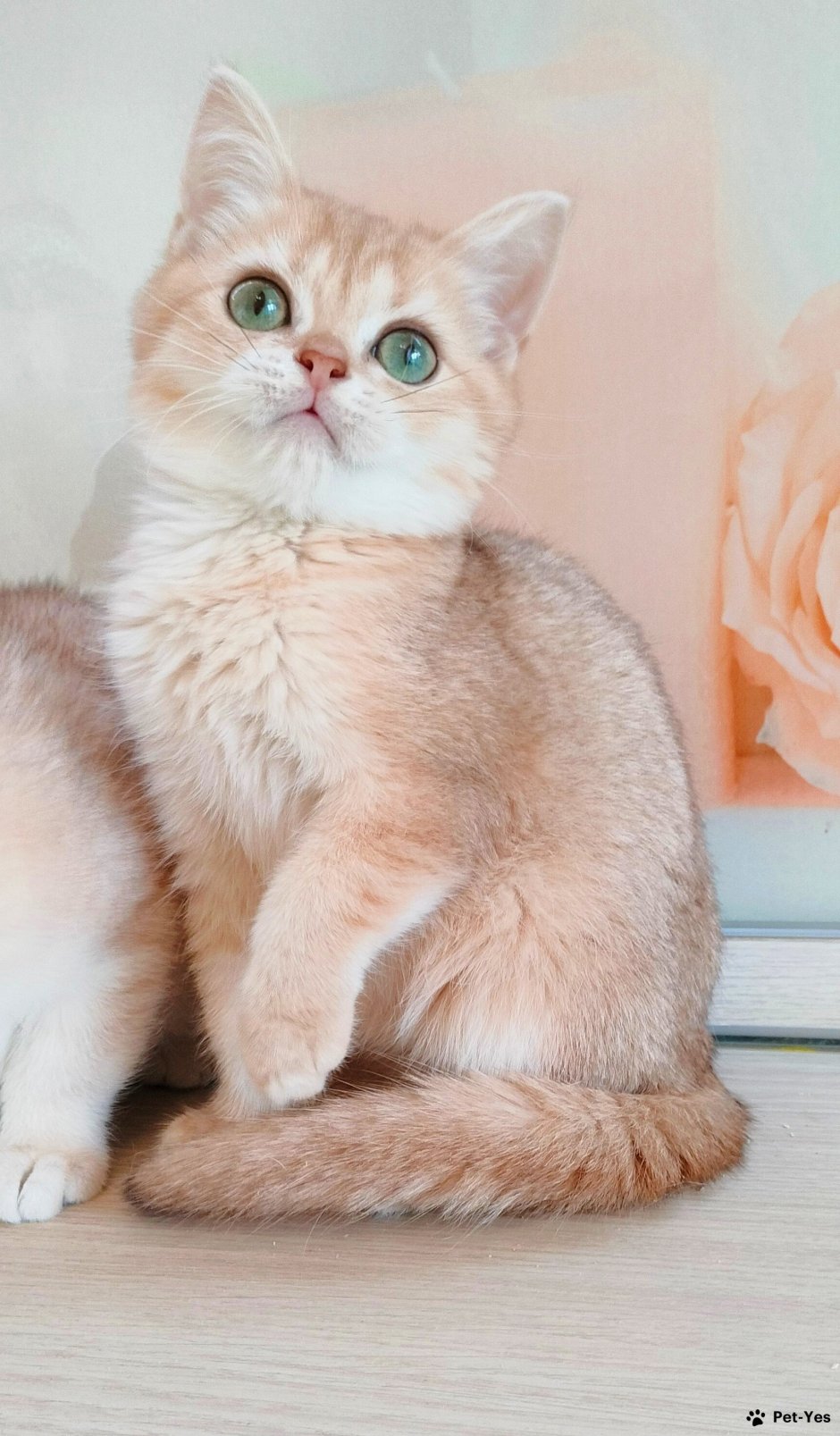 Британская шиншилла Коби