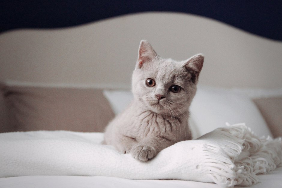 Британский кот окрас фавн