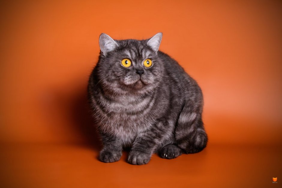 Британский кот окраса черный дым