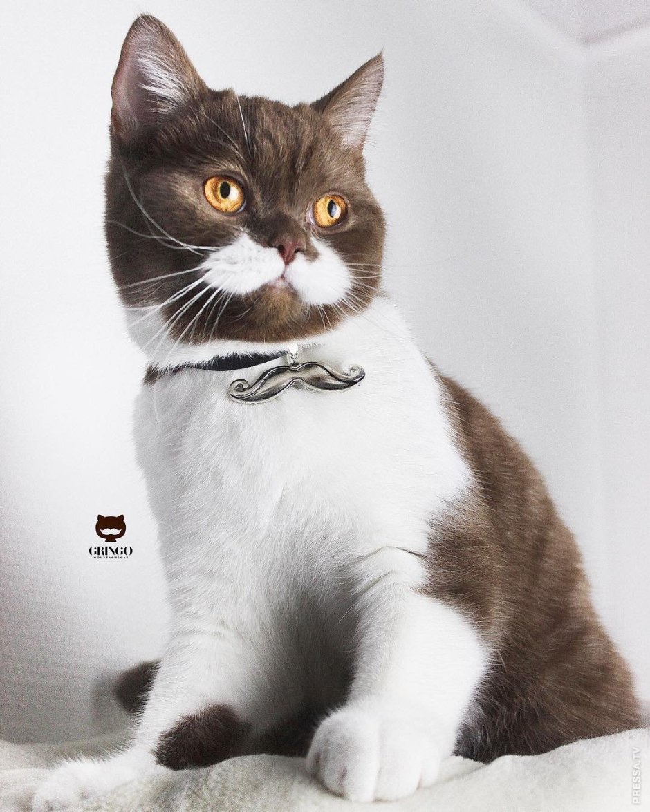 Скоттиш-фолд Шотландская вислоухая кошка серая