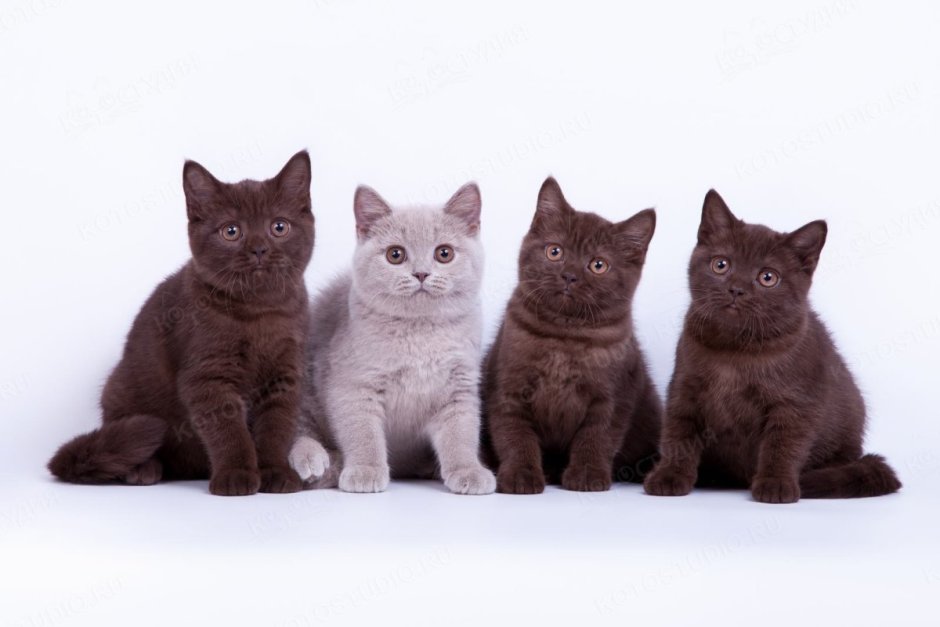 Британские котята смешанные