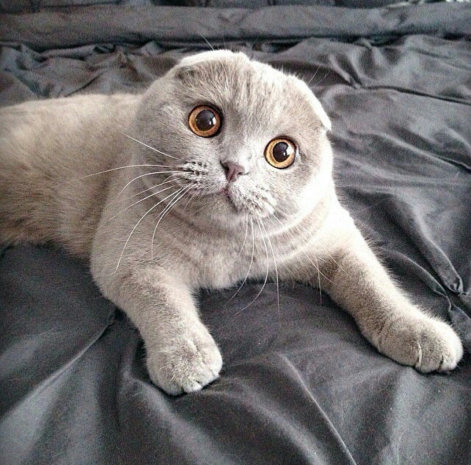 Шотландская вислоухая кошка