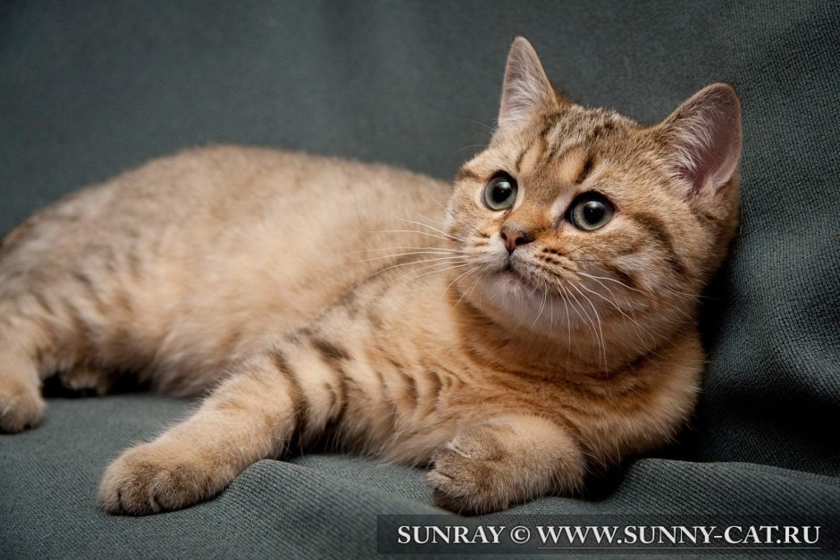 Британская дымчатая кошка