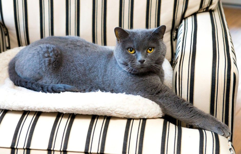 Шотландский британец кот