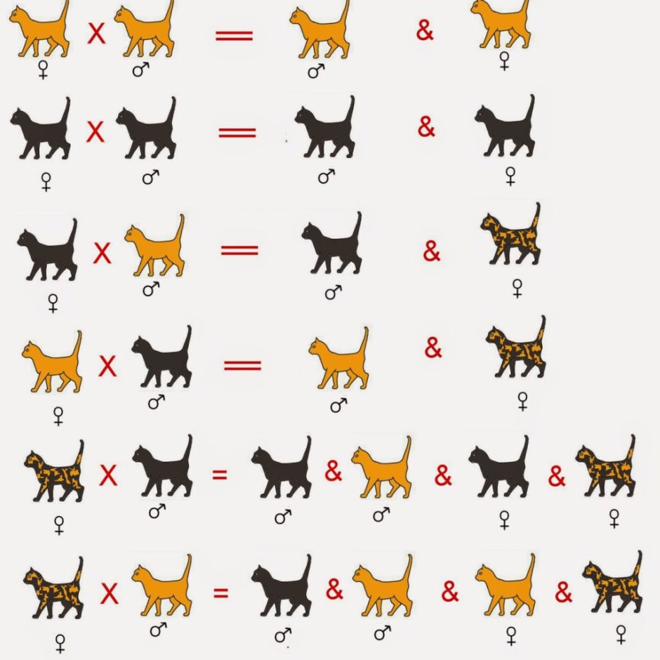 Мраморный табби британец