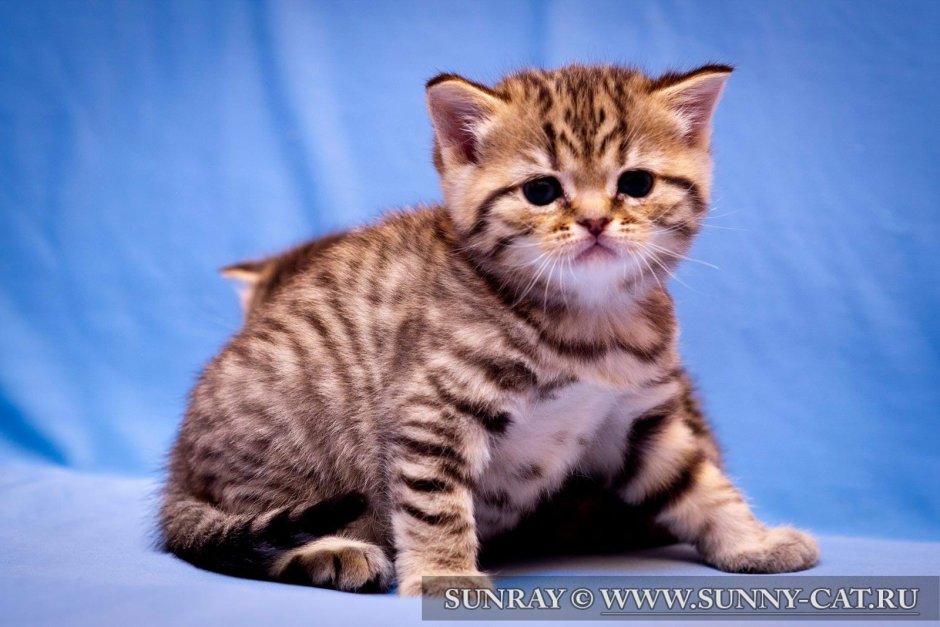 Британская короткошёрстная Золотая шиншилла