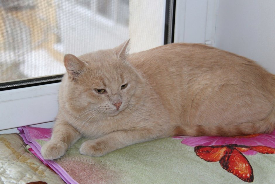 Солидный кот