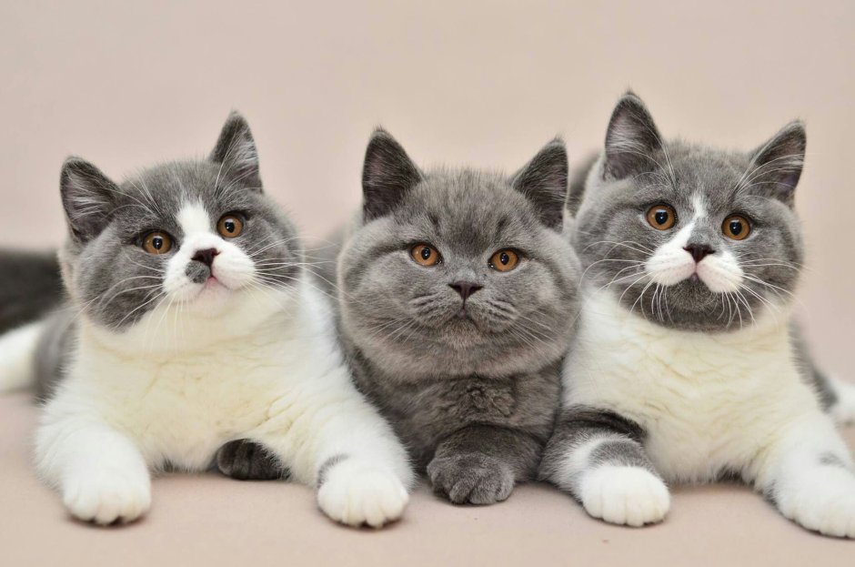 Белая Британская шиншилла Коби