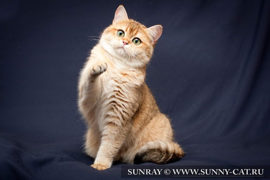 Британская шиншилла Коби