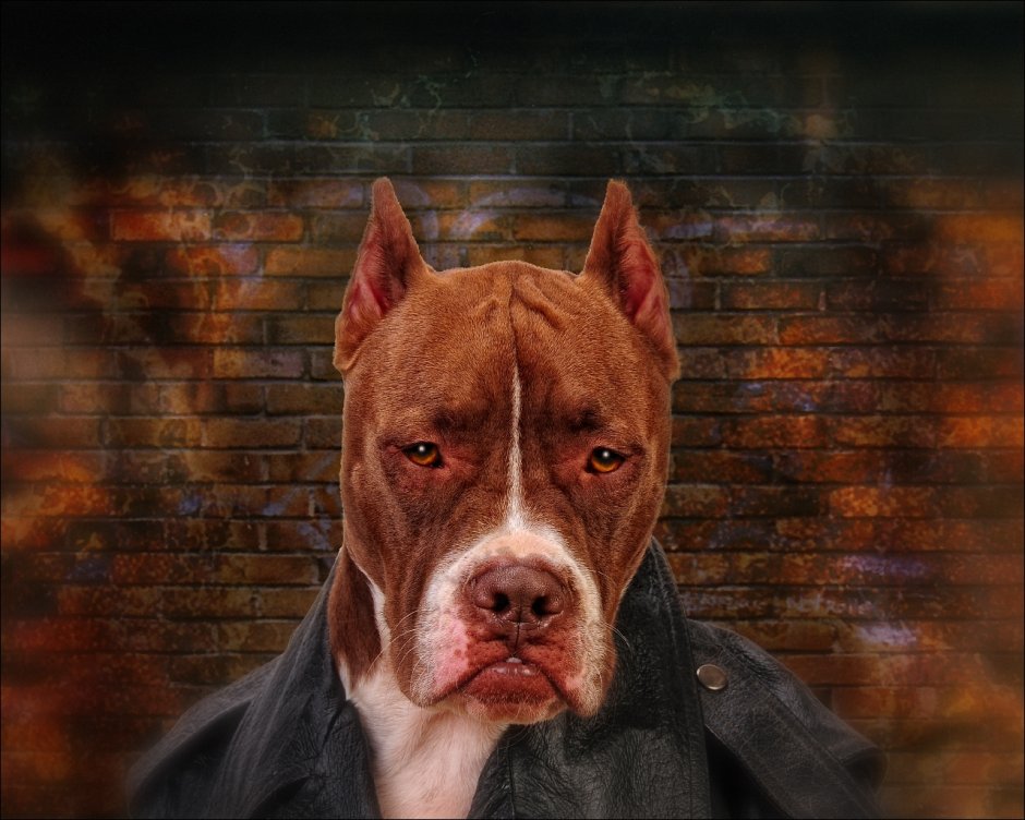 Стаффордширский терьер Дик