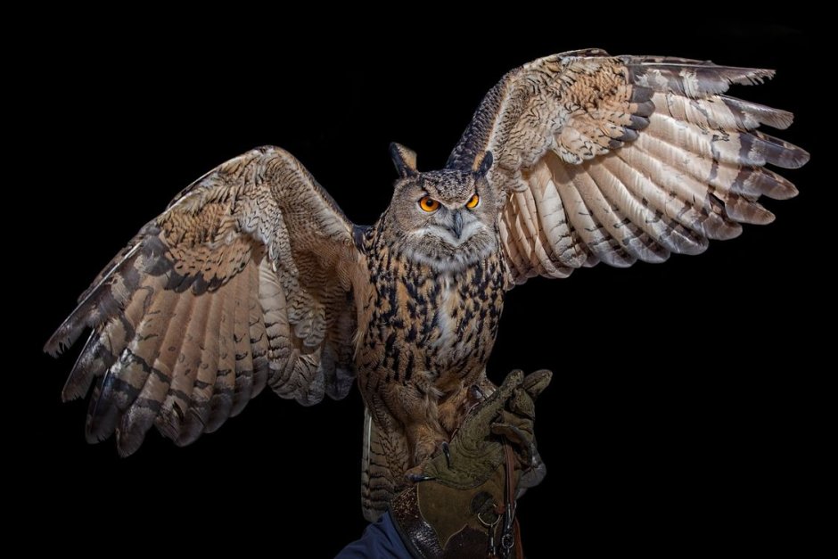 Евразийский Филин (Eurasian Eagle Owl, Bubo Bubo)