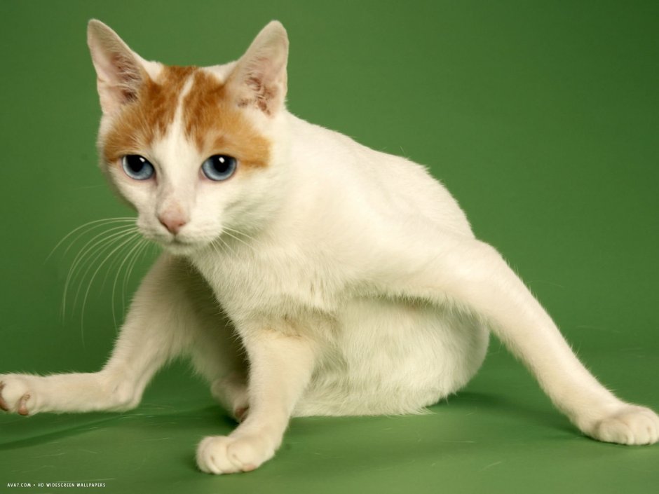 Кот породы кореец