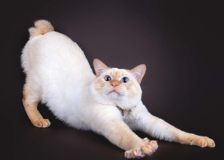 Бобтейл Мэнкс