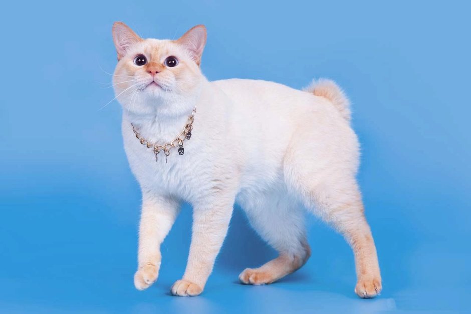 Курильский бобтейл кошка