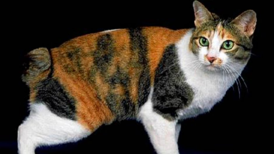 Манчкин кот