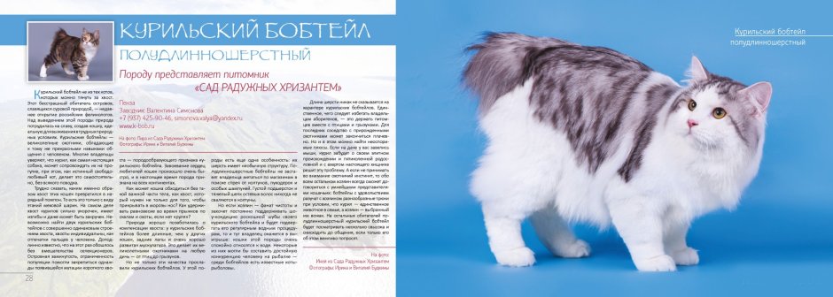 Японский бобтейл