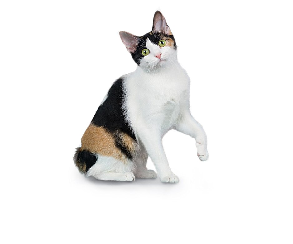 Кошка с котятами