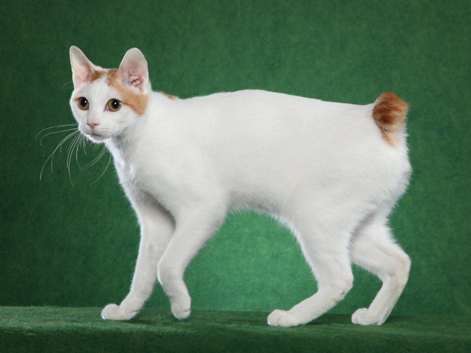 Японский бобтейл кошка