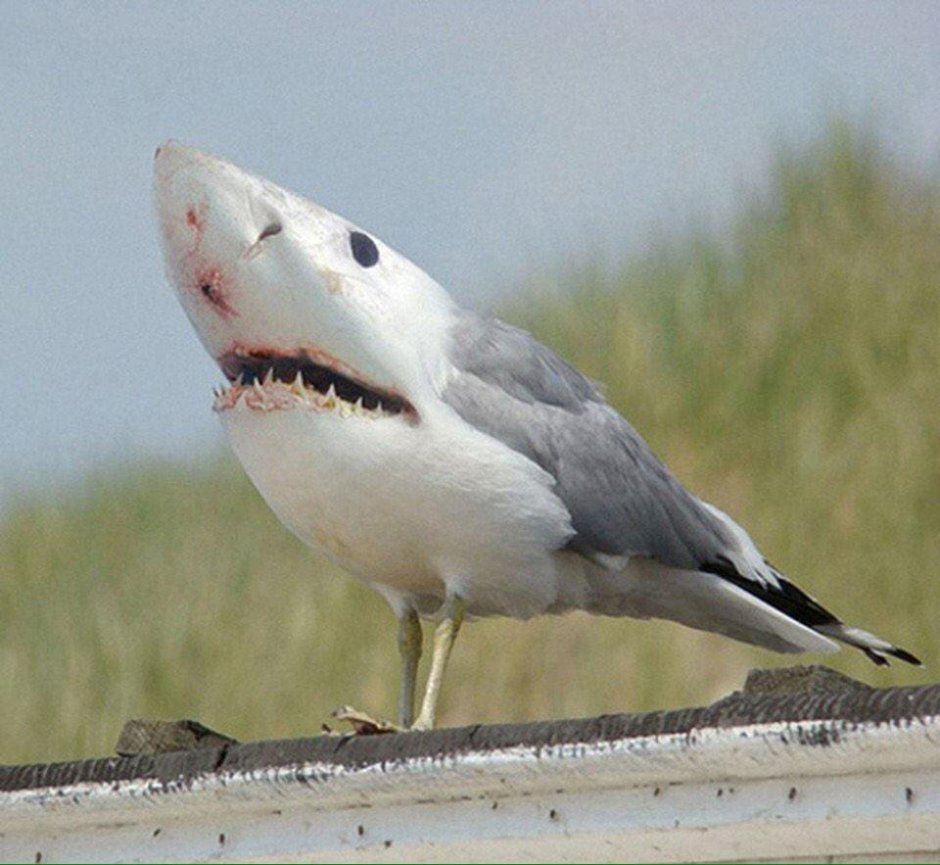 Зубы Чайки