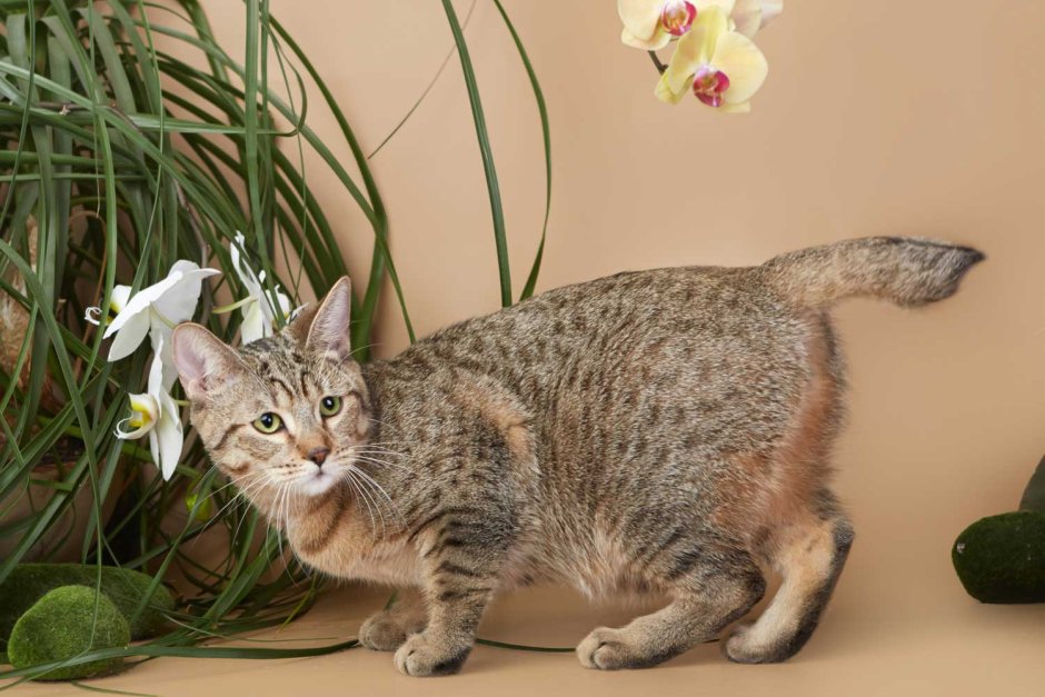 Пиксибоб длинношерстный