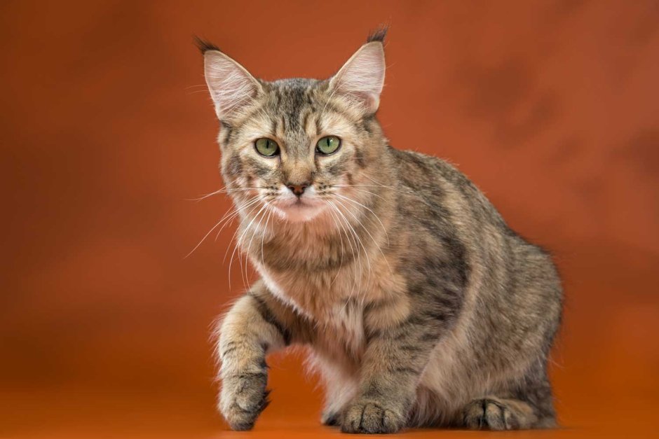 Пикси Боб кот