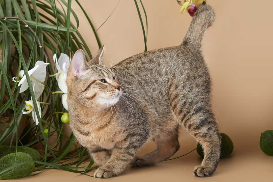 Пиксибоб окрасы