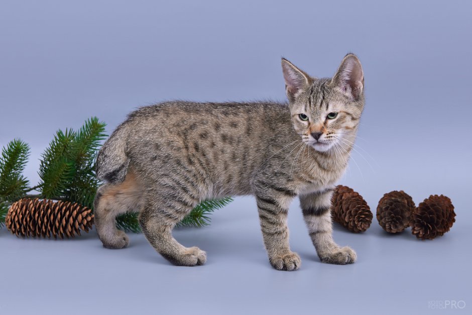 Кимрика и пиксибоба