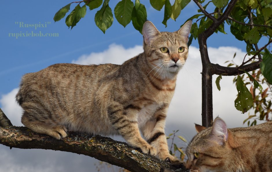 Коты породы пиксибоб