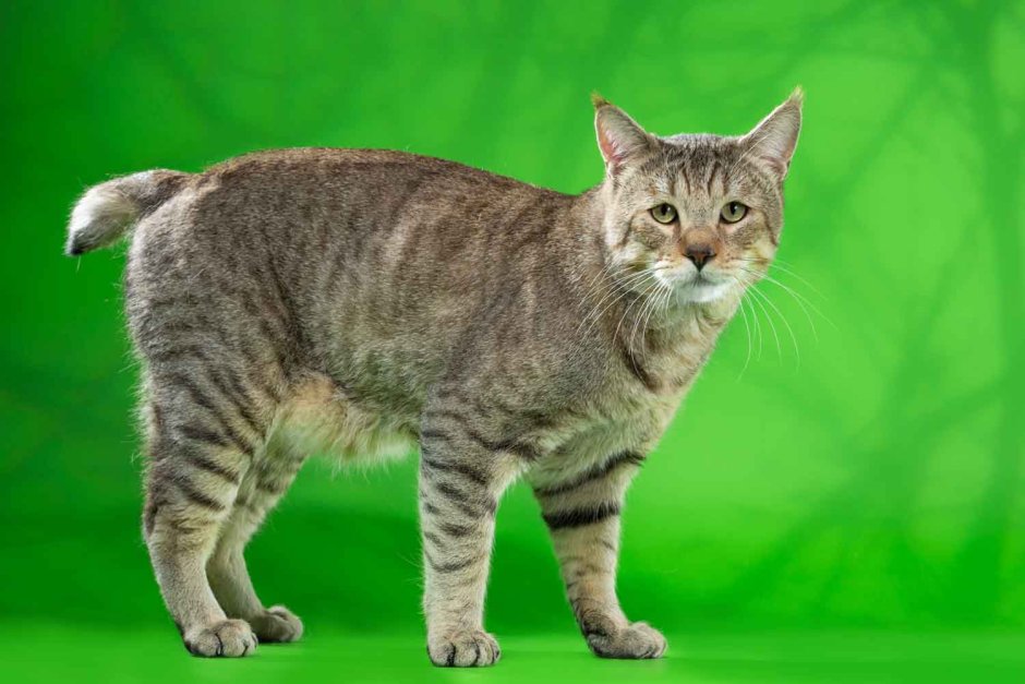 Порода пиксибоб