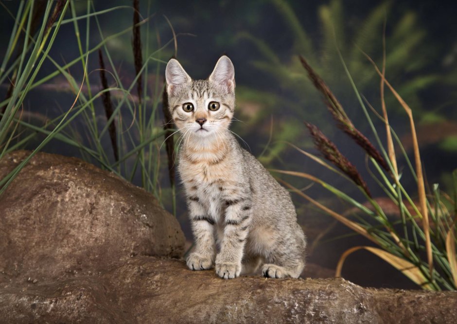 Пиксибоб порода кошек