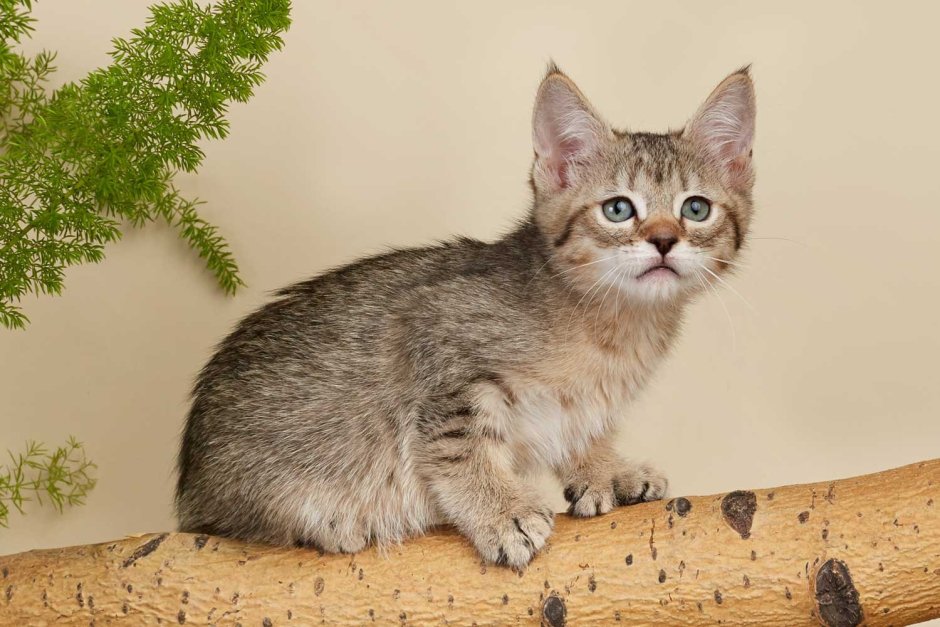 Пиксибоб тайская кошка