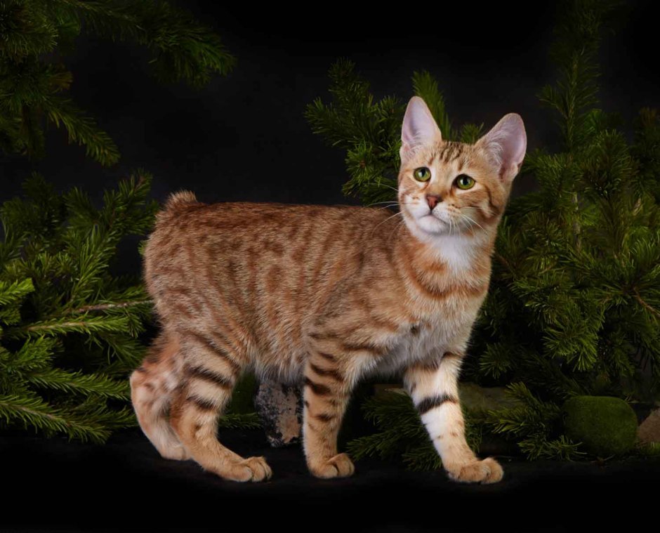 Пиксибоб котята