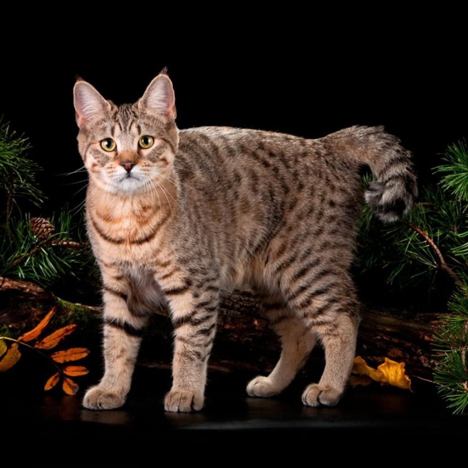 Пиксибоб кошка