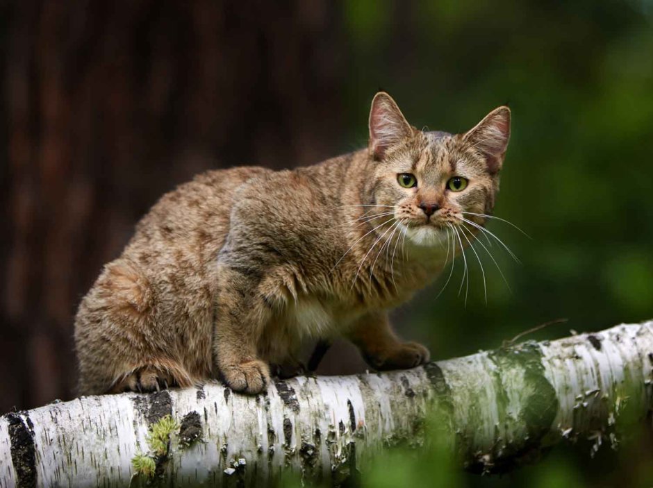 Короткохвостый Эльф порода кошек
