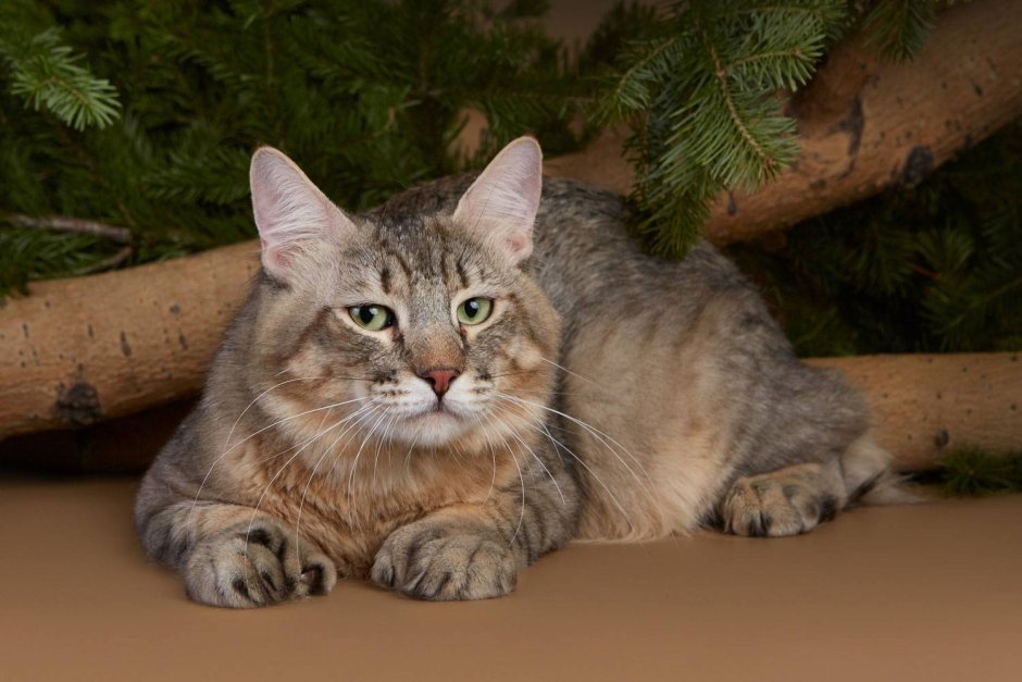 Европейская короткошерстная табби рыжий