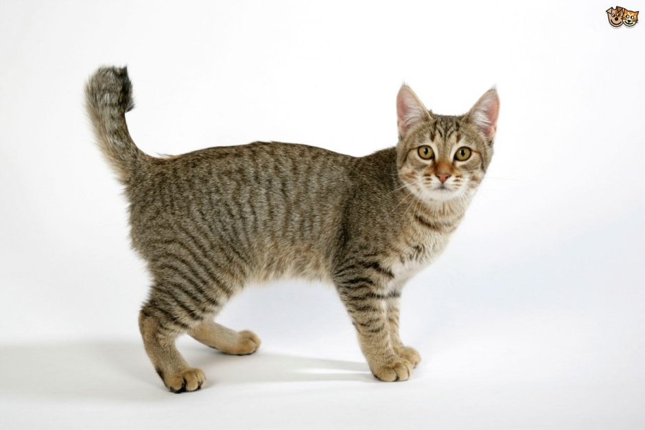 Камышовый кот пиксибоб