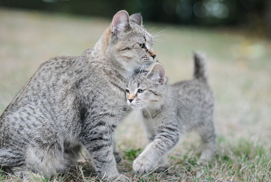 Порода пиксибоб