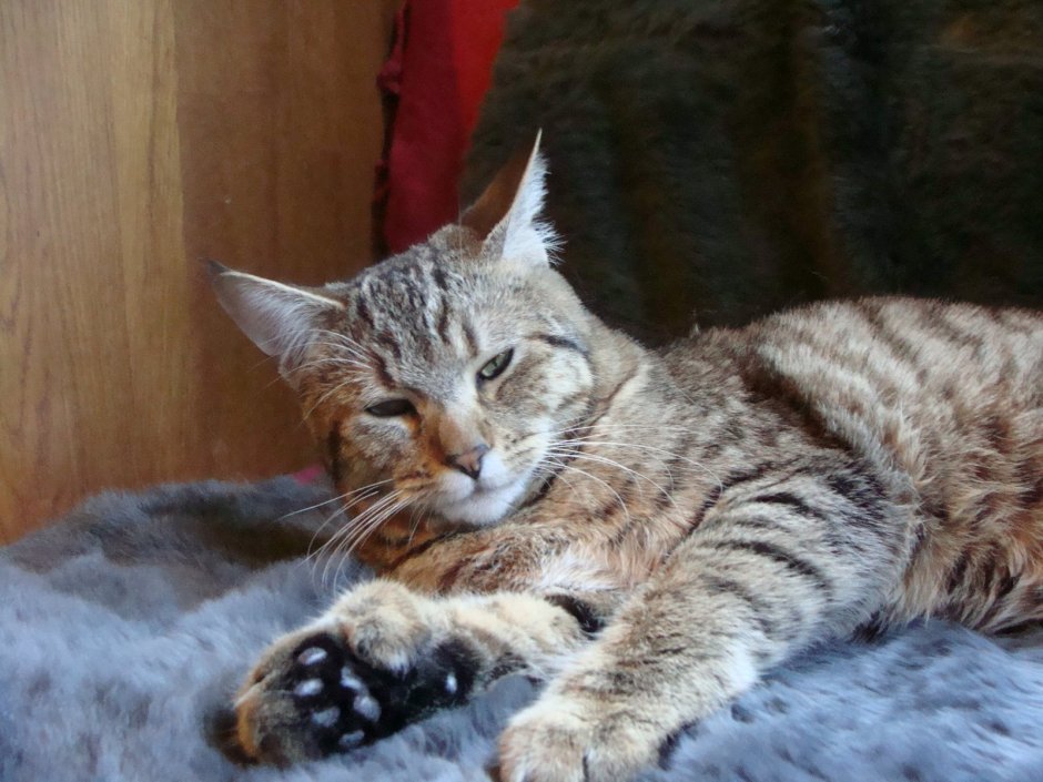 Джульетта Мей все о породах кошек