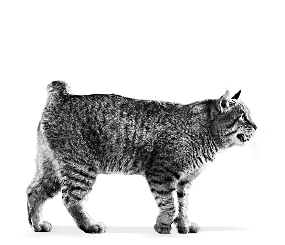 Пиксибоб черный