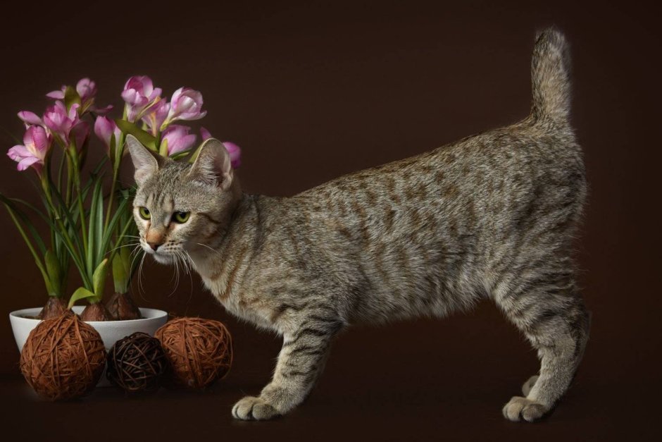 Пиксибоб короткошерстный