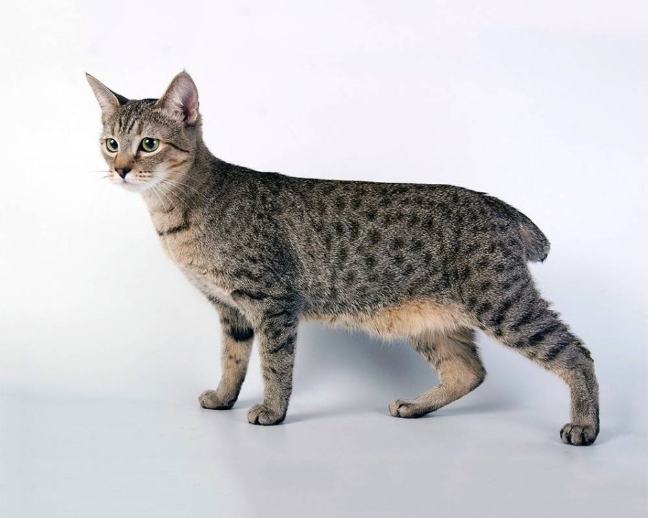 Порода пиксибоб