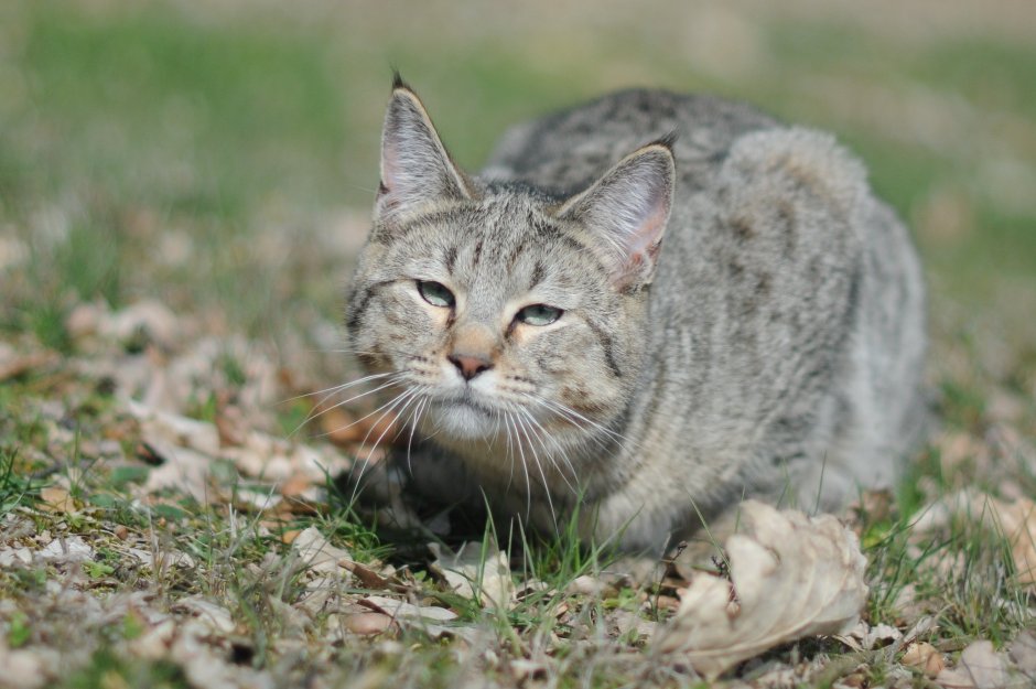 Пиксибоб собака