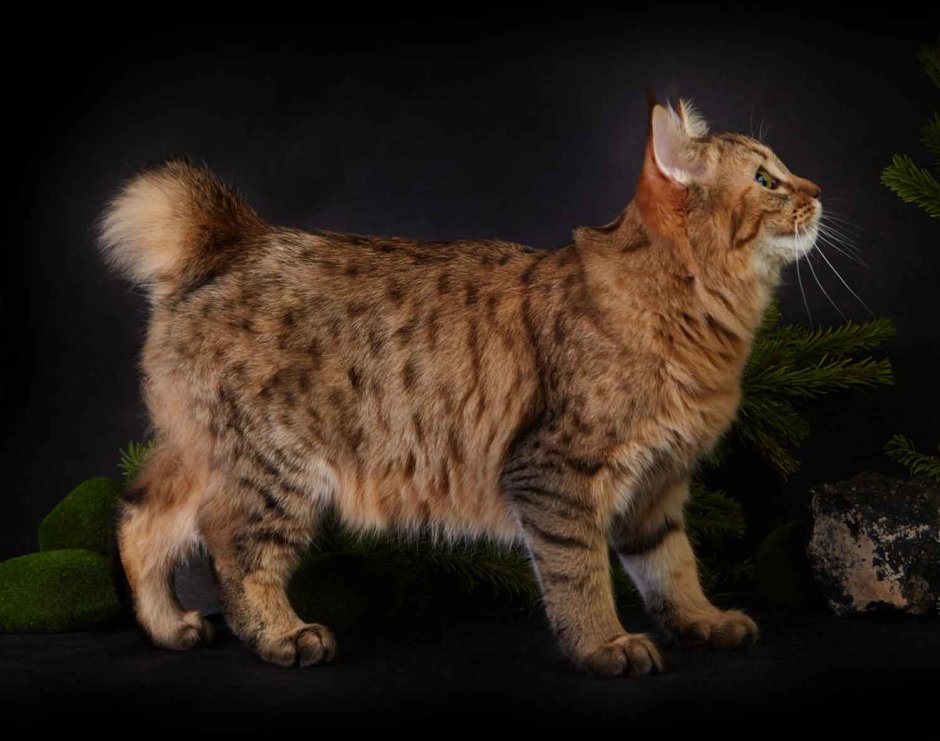 Кот породы пиксибоб