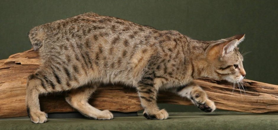 Пиксибоб окрасы