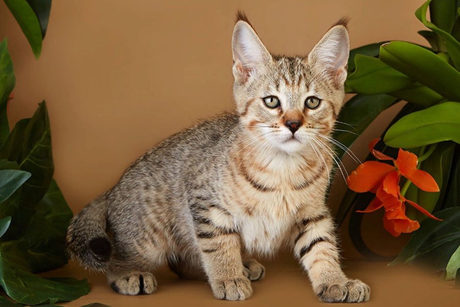 Коты породы пиксибоб