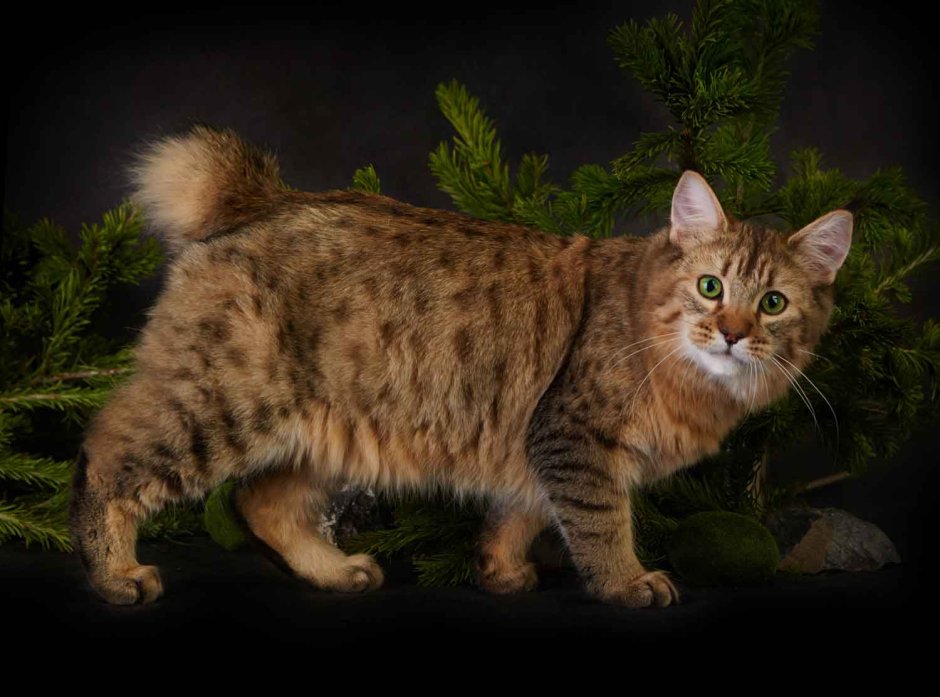 Коты пиксибоб